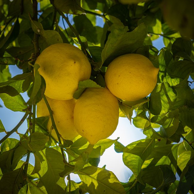 Lemon